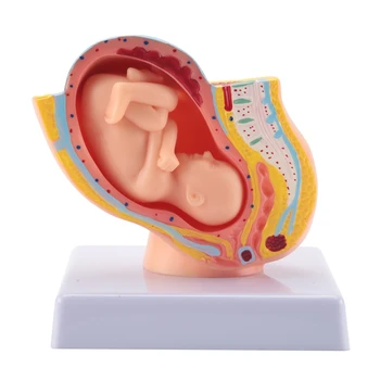 Беременность человека Развитие плода На 9 месяце Эмбриональная модель органов малого таза Модель Анатомии беременности плода и плаценты