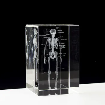 Кристалл, 3D Лазерная гравировка, Анатомический скелет человека, Кубическая модель, Статуэтка, Пресс-папье, Анатомия, Неврология, Медицинская наука, Подарки
